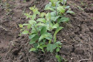 Méthodes d'élevage des pruniers à la maison en été, automne et printemps
