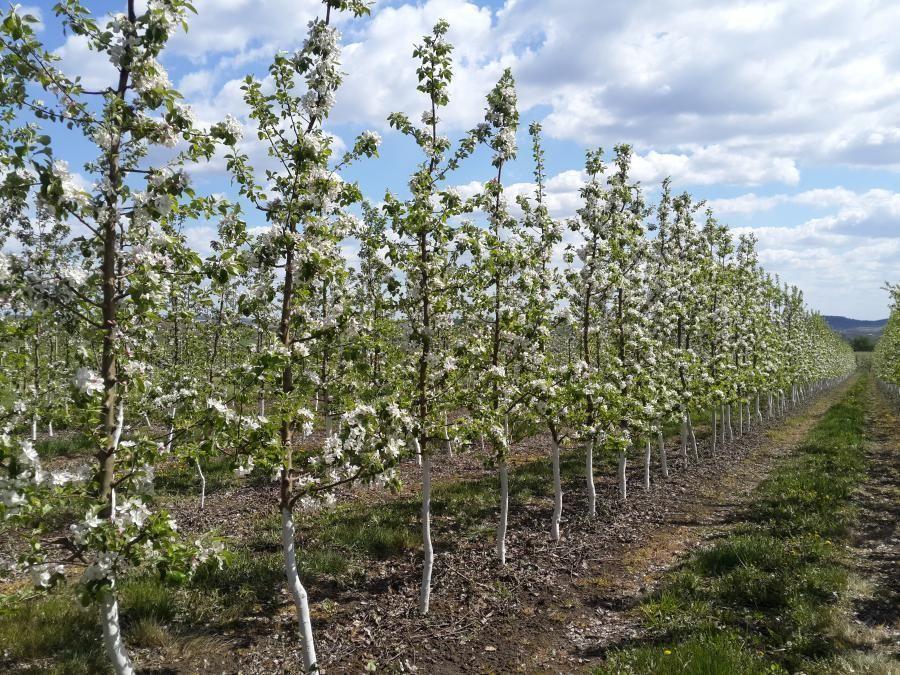 Apple tree columnar baby