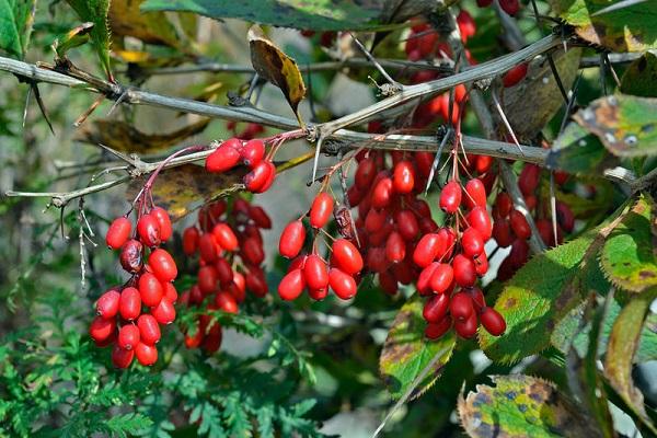 harvesting barberry