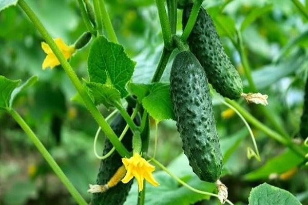 bouquet de concombre