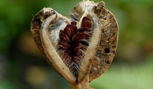 Vermehrung von Tulpen