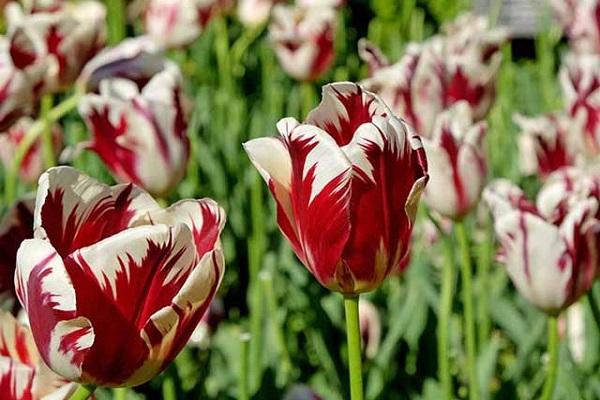 rembrandt des artistes