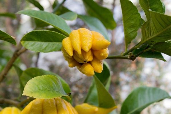 Reproduktion des Fötus