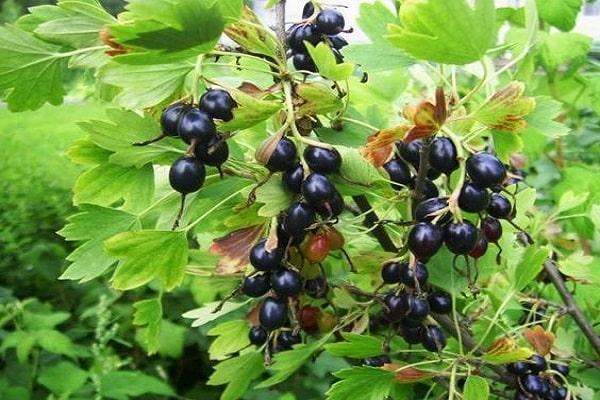 dexterne Beschreibung