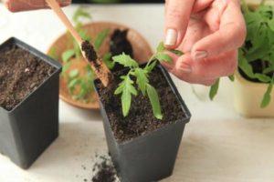 Jours propices pour planter des tomates en mars 2020