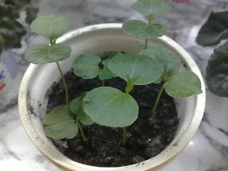 hibiscus dans un verre