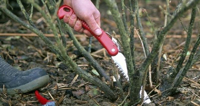 currant pruning