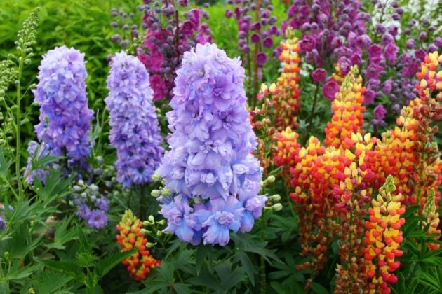 Delphinium Neuseeland