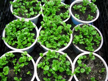 wie man Erdbeeren aus Samen züchtet