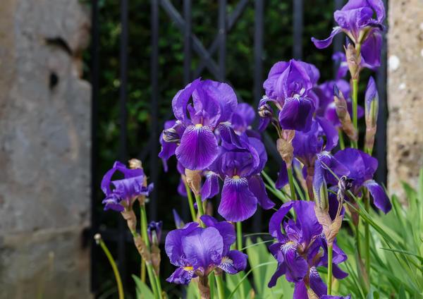 iris flowers