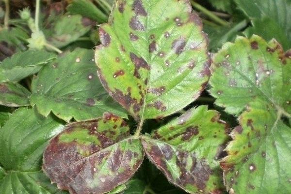 Rost auf den Blättern