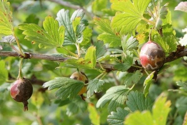 engendré par l'anthracnose