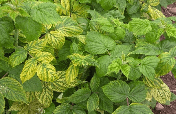 Chlorose dans les framboises