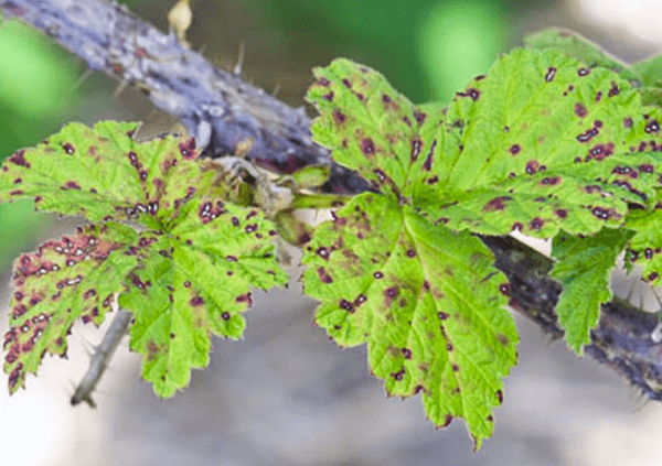 Anthracnose framboise