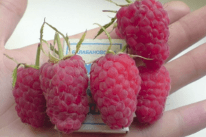 Wie können Sie Himbeeren während der Reifung, Blüte und Fruchtbildung der Beeren füttern?