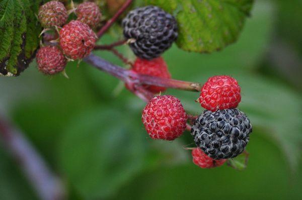 Zweig mit Himbeeren