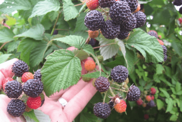wachsende Himbeeren