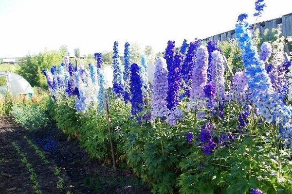 variétés de delphinium