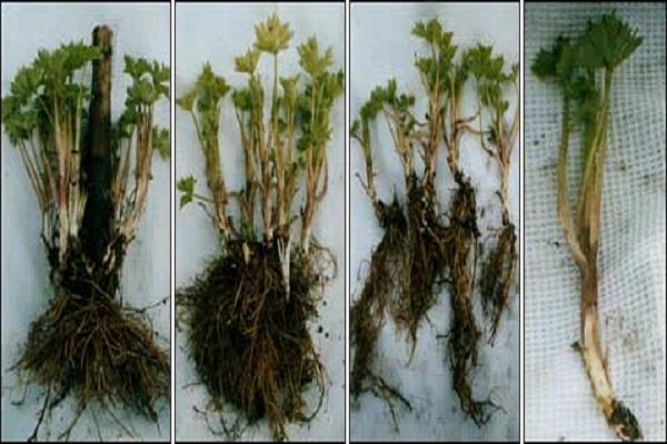 plantes avec racines