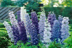 Comment préparer un delphinium pour l'hiver, quand et si tailler, comment couvrir et conserver