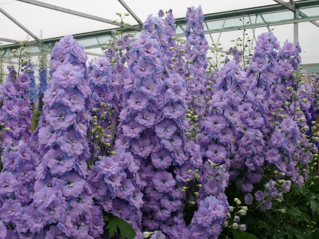 Delphinium Neuseeland