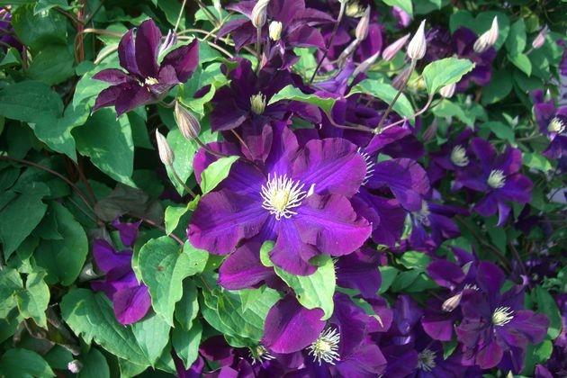 flowers clematis