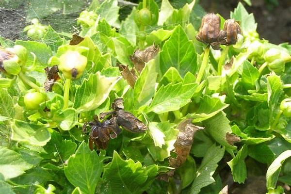 auf Blättern verrotten