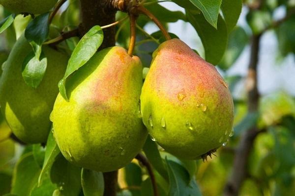 Ural pears
