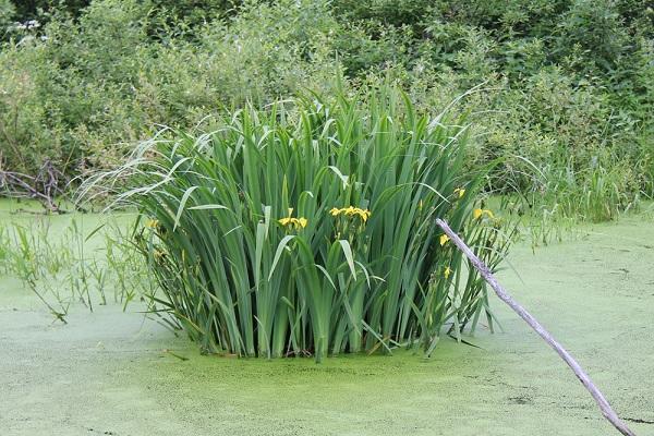 in einem Sumpf wachsen