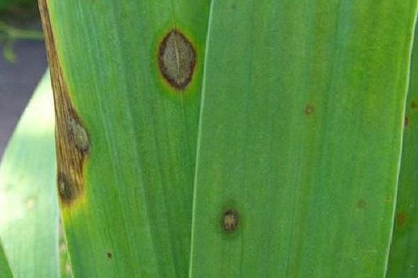 l'apparition de pourriture