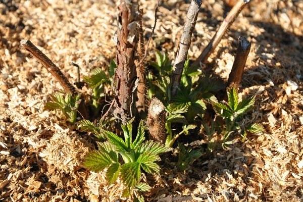 progéniture lignifiée