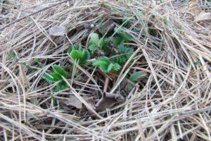 How to properly prepare strawberries for winter, how to process and cover