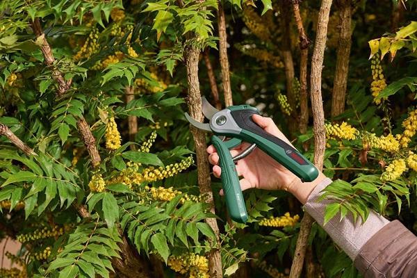 ciseaux de jardinage