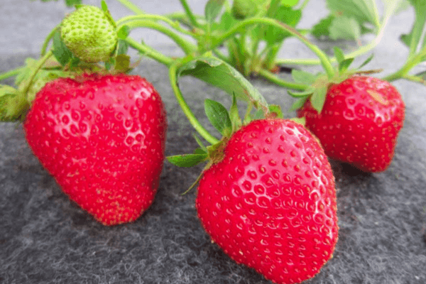 Rote Erdbeere