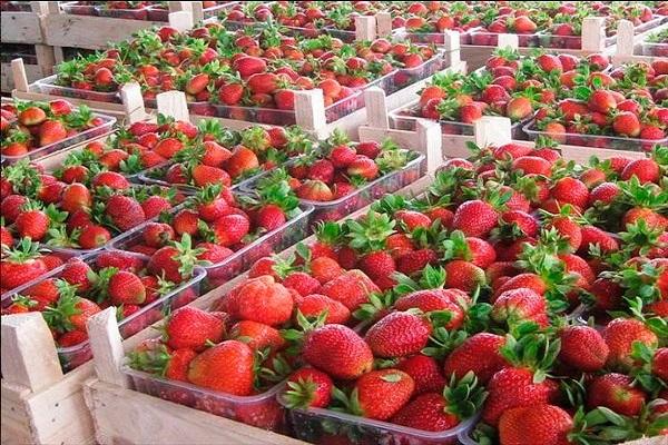 sale of strawberries