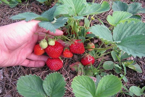 small strawberries