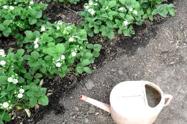 arrosage des pansements