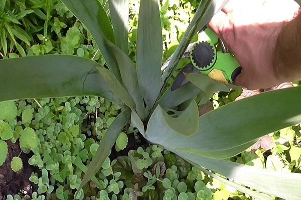 Gartenschere arbeiten