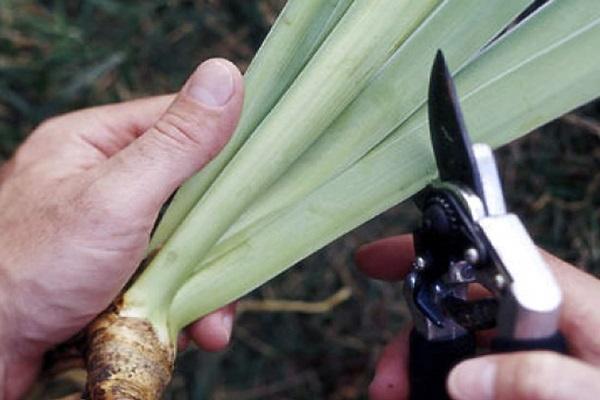 Bedingungen für die Pflege