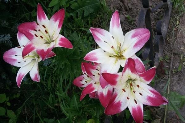 Blumengartendekoration