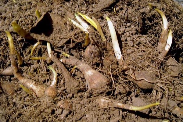 Unterholz durchgeschnitten