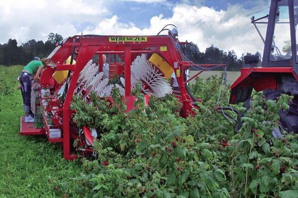 Récolteuse de framboises