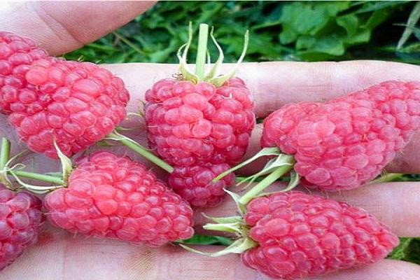 vitamines dépouillées