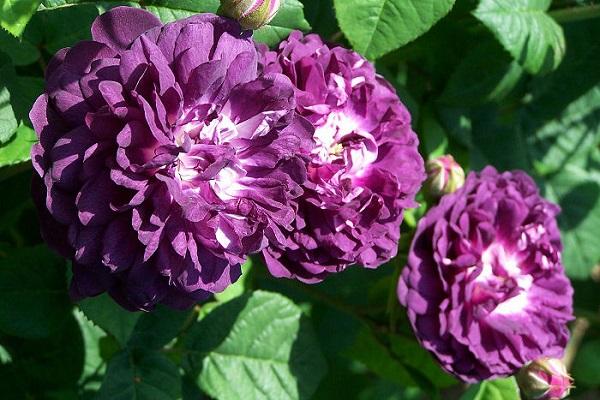 cardinal de richelieu