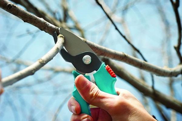 Entfernen Sie die Krone