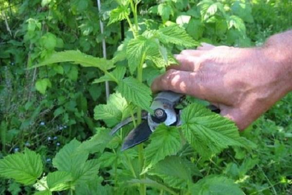 pour raccourcir la croissance