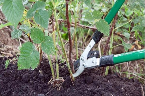 circoncision d'été