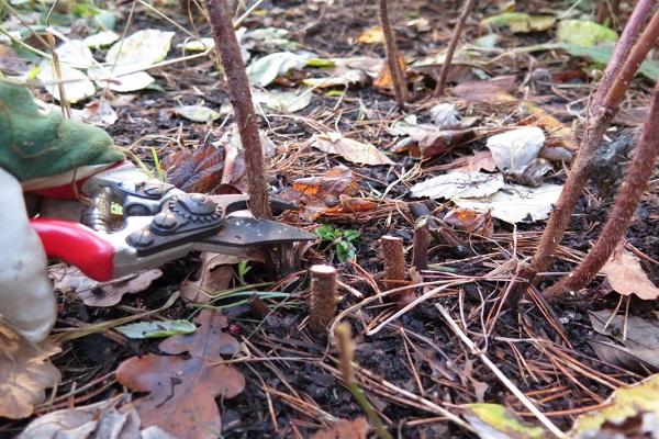 récolte des boutures