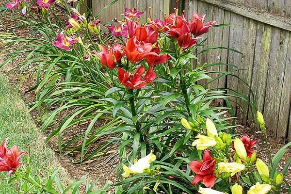 croissance des fleurs