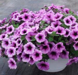 Varieties of Easy Wave petunias with a description, planting and care